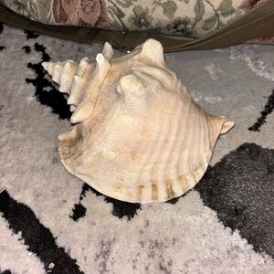 Natural Conch Shell Decor